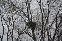 Eagle Nest 